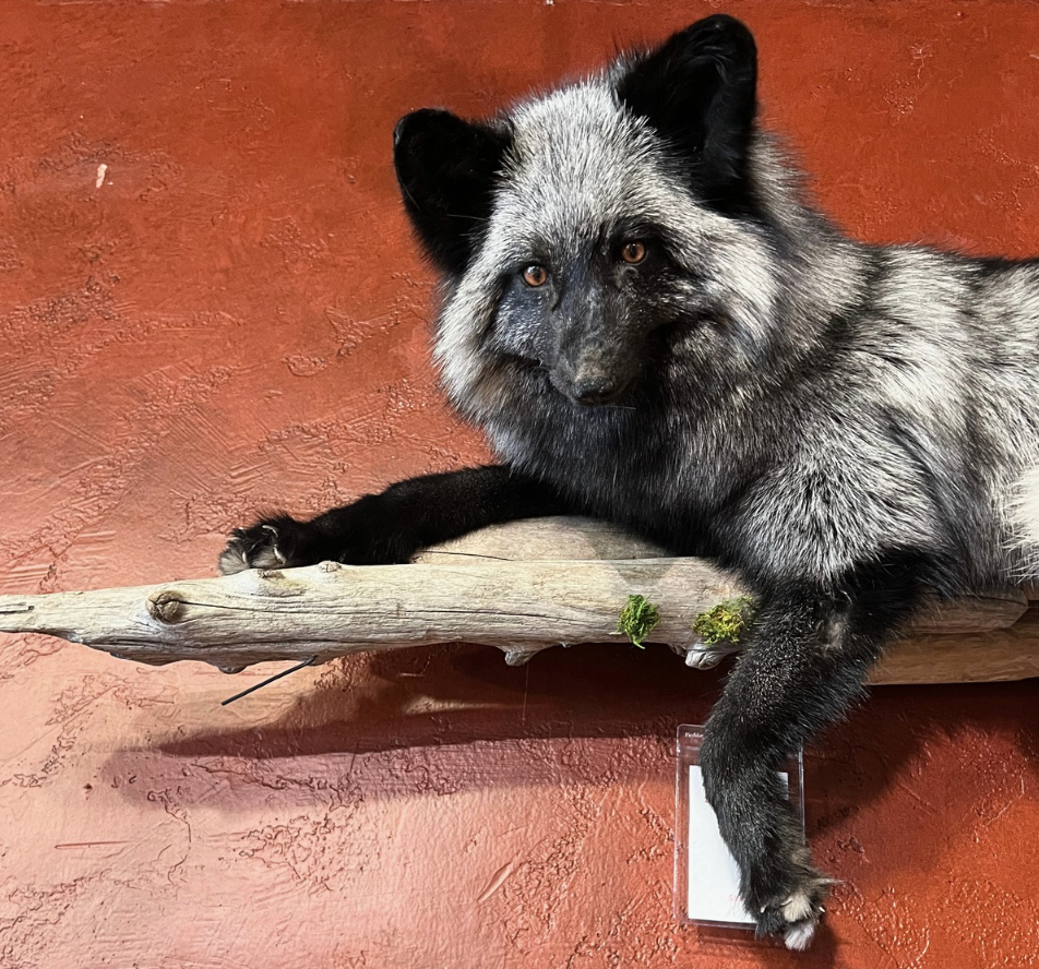 Laying White Fox Taxidermy—Shop—Rios Interiors
